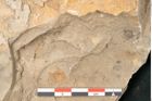 Foto (Detailansicht) von Walchia piniformis Sternbg. (NHMW-GEO-2024-0188-11127)